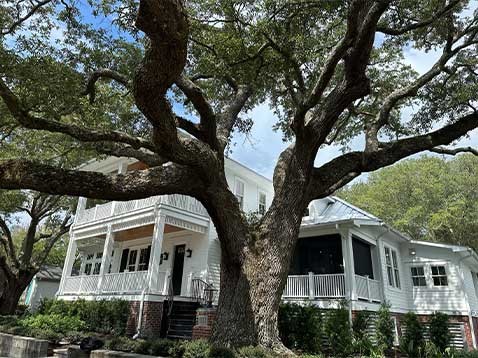 Large tree in front of a white, colonial style house